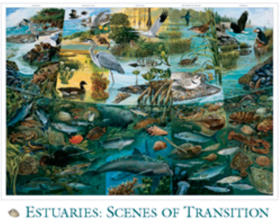 Estuaries: Scenes of Transition